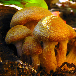 The Unexpected Magic Of Mushrooms